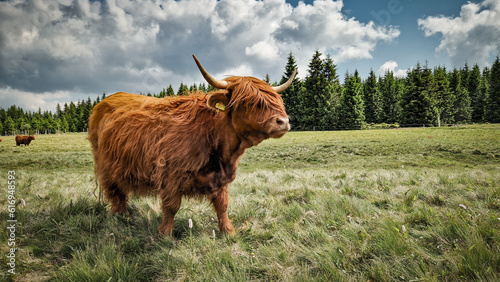 Highland cattle in the Jizerka settlement. Jizera Mountains	 photo