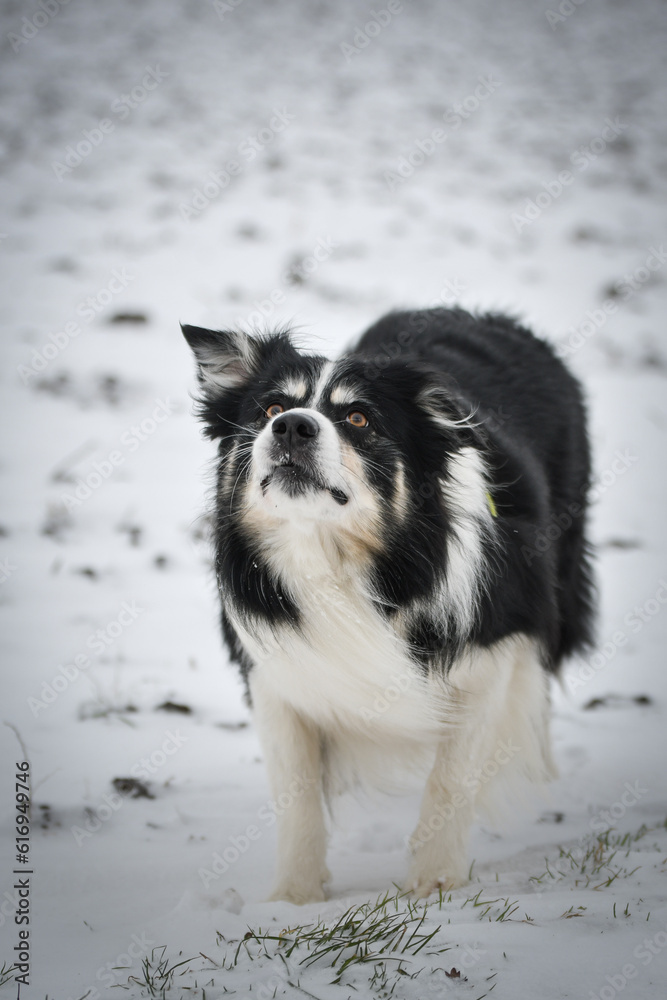 Border collie is jumping in the snow. Winter fun in the snow.