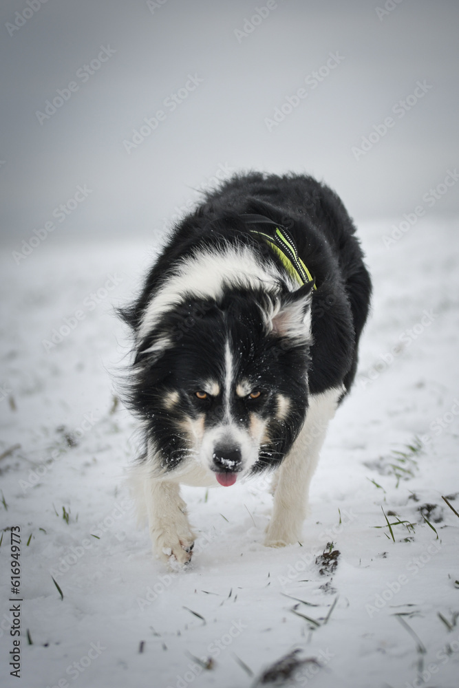 Border collie is running in the snow. Winter fun in the snow.
