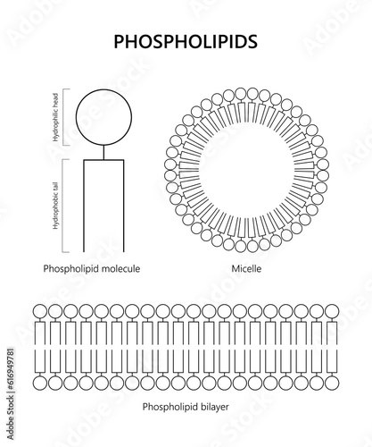 Phospholipid molecule, Lipid bilayer, Micelle (black and white)