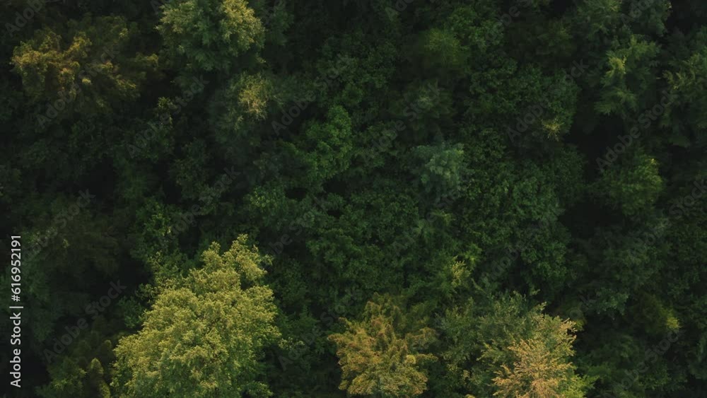 Drone fly over green treetops, colorful texture in nature. Flight over different woods, natural background in motion. Aerial view of beautiful summer forest in sunlight Drone fly over green treetops, colorful texture in nature. Flight over different woods, natural background in motion. Aerial view of beautiful summer forest in sunlight