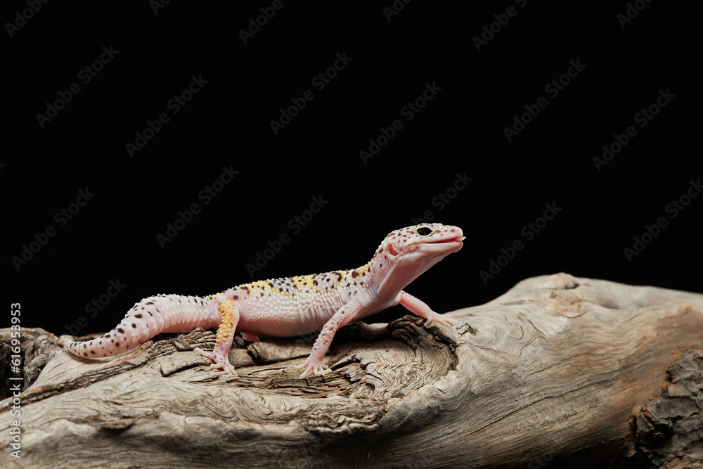 Naklejka premium spotted leopard eublephar on a black background. Eublepharis in studio