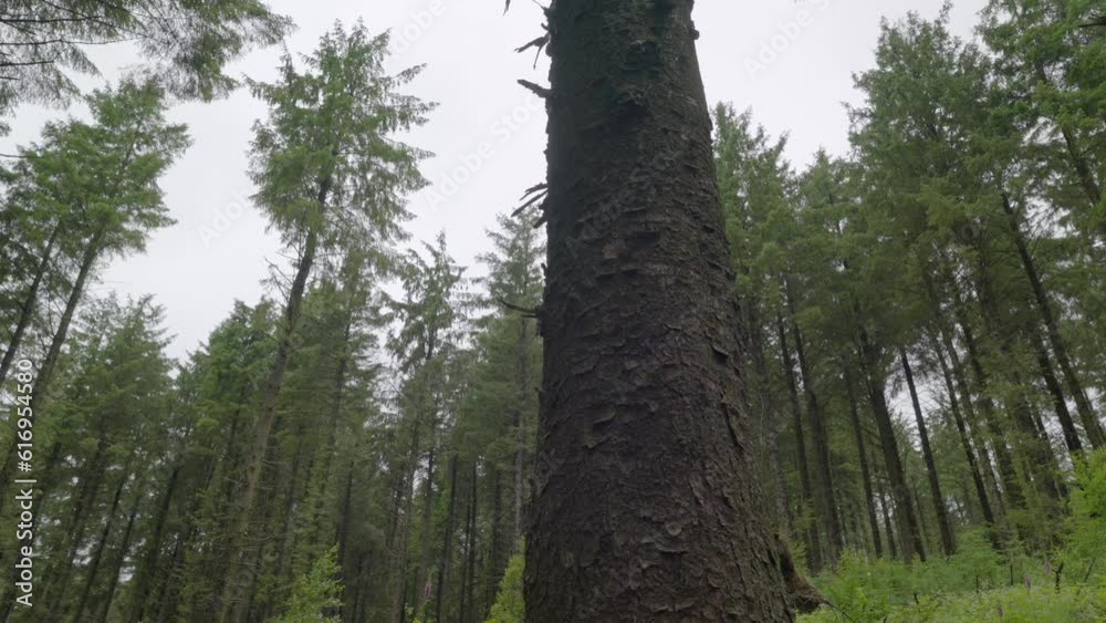 Moving past tree trunk into pine forest in English countryside, slow motion, Lancashire, UK, Sony FX30 Moving past tree trunk into pine forest in English countryside, slow motion, Lancashire, UK, Sony FX30