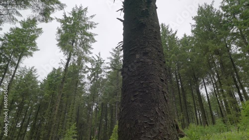 Moving past tree trunk into pine forest in English countryside, slow motion, Lancashire, UK, Sony FX30 photo