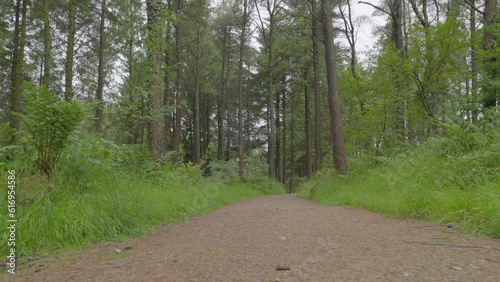 Woodland pathway low angle view, slow motion, English countryside, Lancashire, UK, Sony FX30 photo