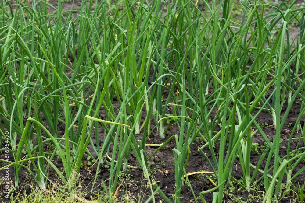 Beautiful onion plants on the farm. Green onions growing in the field. Beautiful onion plants on the farm. Green onions growing in the field.