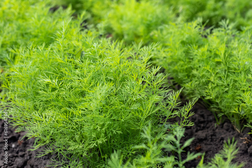 Fresh dill Anethum graveolens growing on the vegetable bed. © eliosdnepr