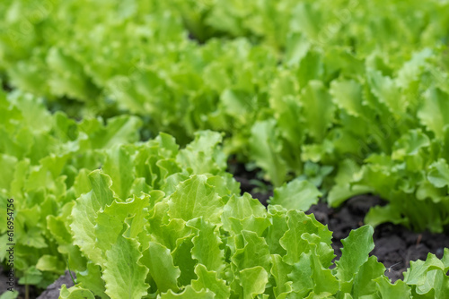 Close up of green lettuce. Concept of healthy lifestyle and dieting.