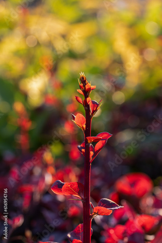 Twig Barberry Thunberg With Red Leaves. Close-up.