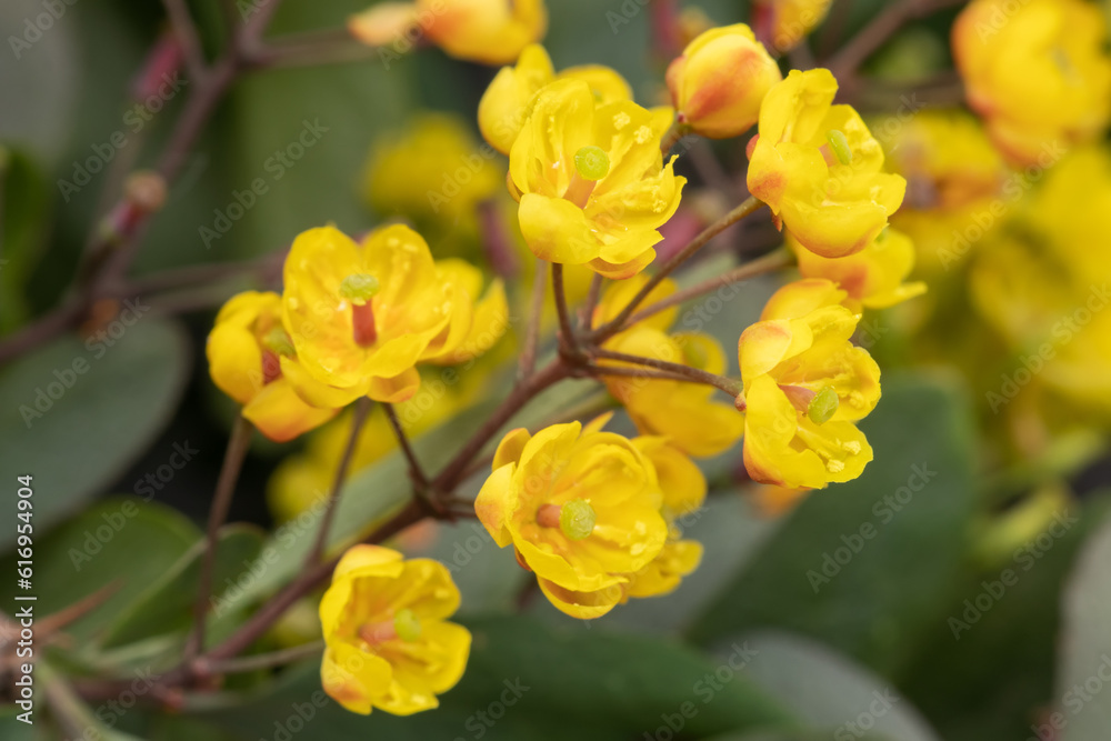 Sunny yellow barberry flowers, macro photography of a garden shrub in bloom