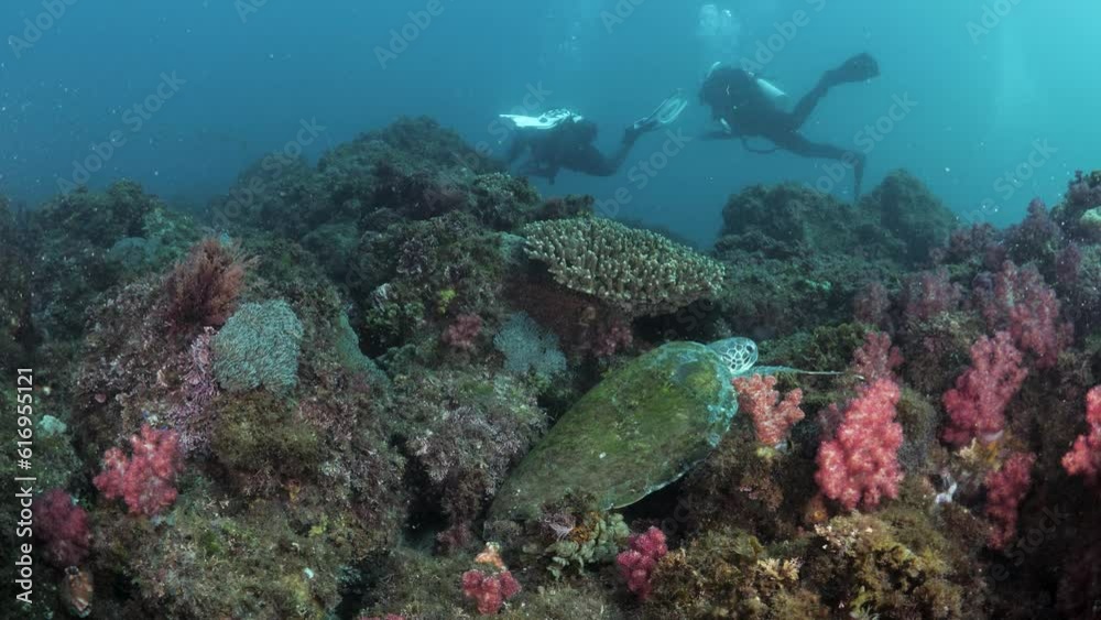 Divers swim above an ocean reef system as a turtle rest amongst the colourful soft sponges. Marine turtle survey Divers swim above an ocean reef system as a turtle rest amongst the colourful soft sponges. Marine turtle survey