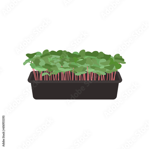 Seeds and sprouts of microgreens of radish. Design element. Vector illustration.