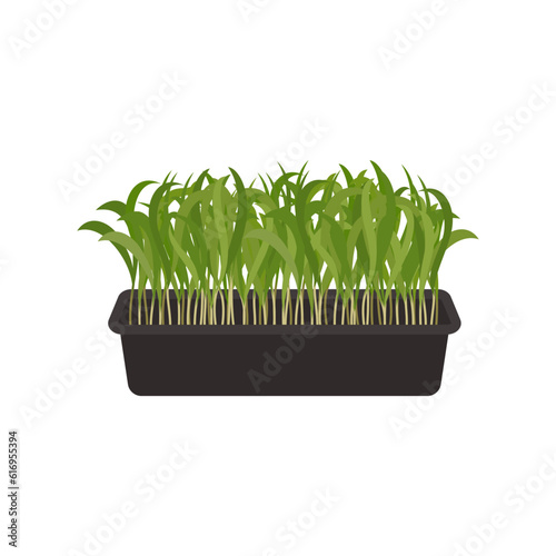 Seeds and sprouts of microgreens of spinach. Design element. Vector illustration.