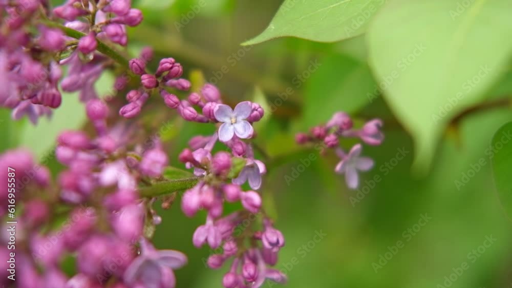 Blossoming spring Lilac branches with Violet flowers Banner. Flowering tree in the garden against green leaves. High quality video for wallpaper, travel blog, magazine, Digital billboards. Bio eco ad Blossoming spring Lilac branches with Violet flowers Banner. Flowering tree in the garden against green leaves. High quality video for wallpaper, travel blog, magazine, Digital billboards. Bio eco ad