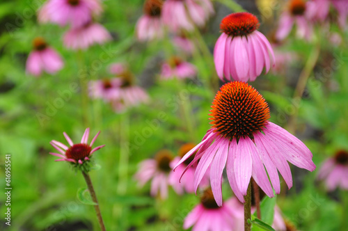 Eastern purple coneflower. Isolated from the background. Selective focus.