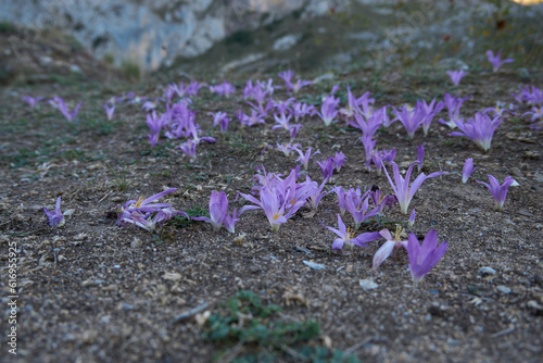 Colchicum Montanum, Beautiful flower from the north of Spain, this is from the area of ​​the Ruta del Cares, Leon, Spain
