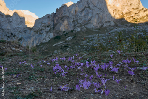 Colchicum Montanum, Beautiful flower from the north of Spain, this is from the area of ​​the Ruta del Cares, Leon, Spain photo