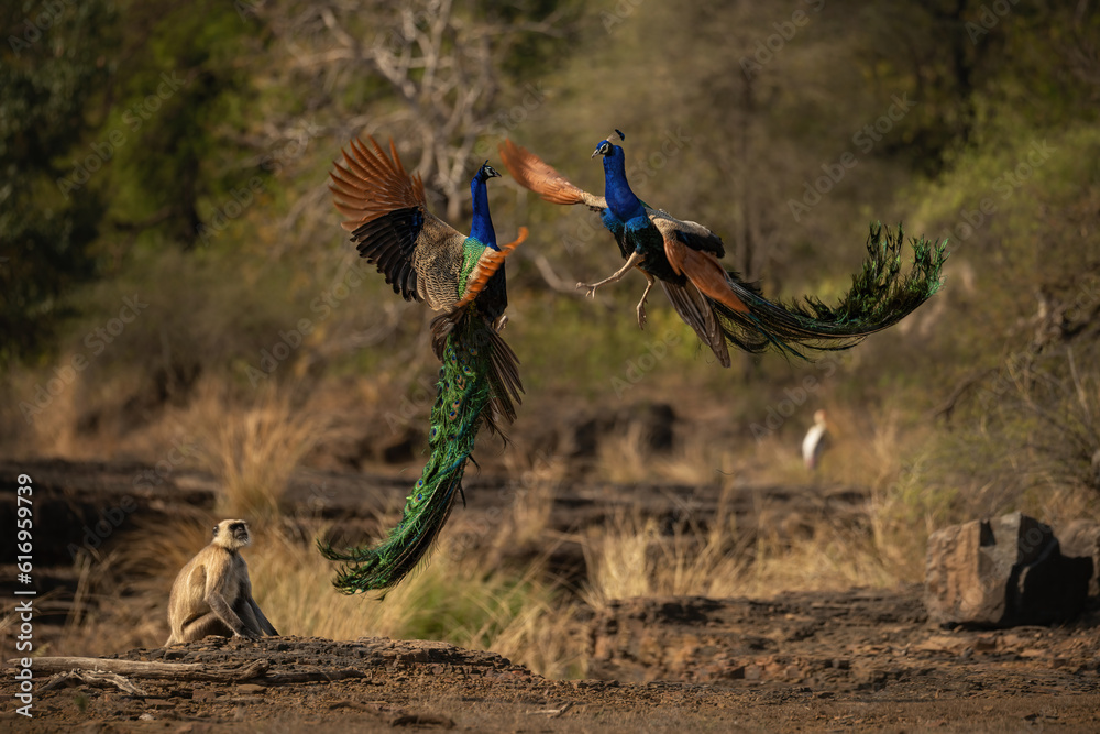 Foto De Majestic And Colourfull Peacocks Fight In India Indian