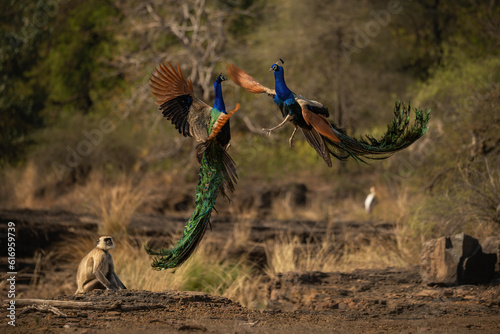 Canvas Print Majestic and colourfull peacocks fight in India