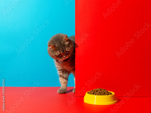 Gray cat looking at a yellow bowl of food, on a blue red background. Concept, blank, mockup, advertising. Copy space.