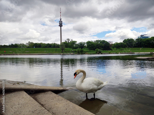 Fototapeta Naklejka Na Ścianę i Meble -  Danube Tower in Vienna reflected in the Danube river with beautiful white swan