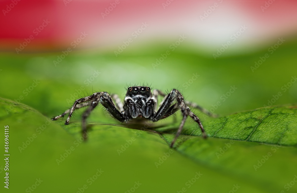 Jumping spider macro closeup on a green leaf Jumping spider macro closeup on a green leaf