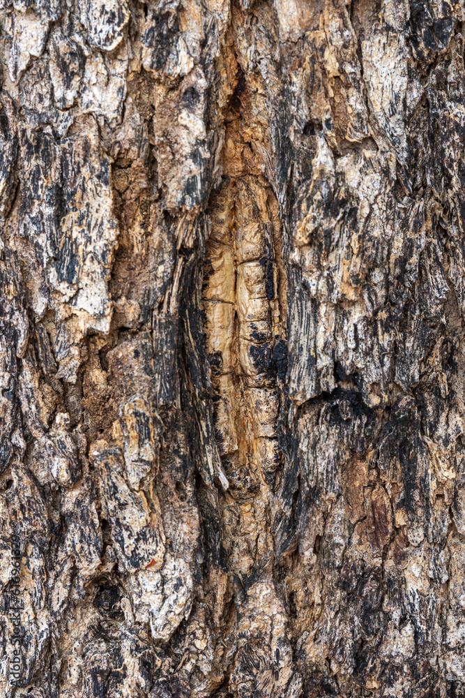 Bark pattern, wood sheath, tree pattern, close Bark pattern, wood sheath, tree pattern, close