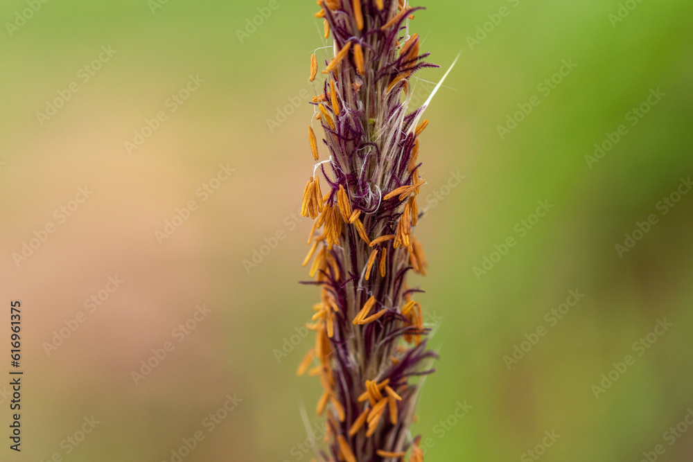 Timothy grass (binomial name Phleum pratense), dry, seed, near, macro