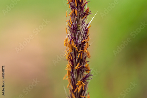 Timothy grass (binomial name: Phleum pratense), dry, seed, near, macro