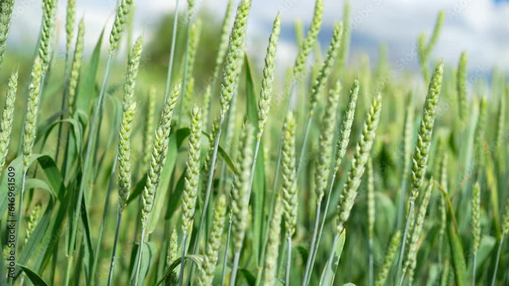 Ears of green wheat swaying in the wind in a wheat field Ears of green wheat swaying in the wind in a wheat field