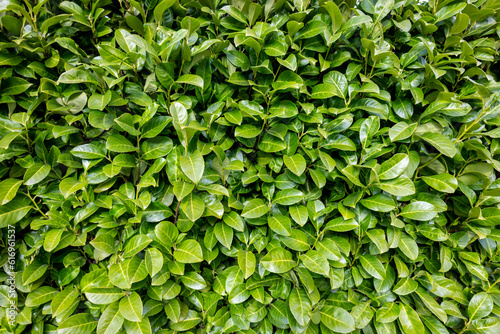 Green Leaves Bush (Prunus Laurocerasus)