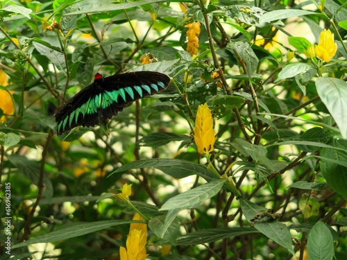 Photography KUALA LUMPUR, MALAYSIA - March 2020: Common bluebottle or blue triangle butterfl