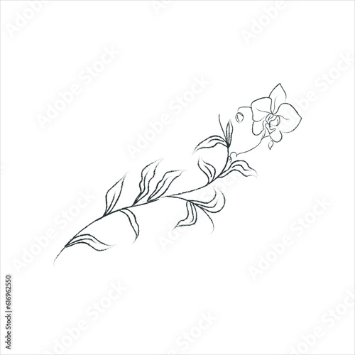 Hand Drawn Orchid Flower Arrangement. Floral Decorative Design Element. Branc...