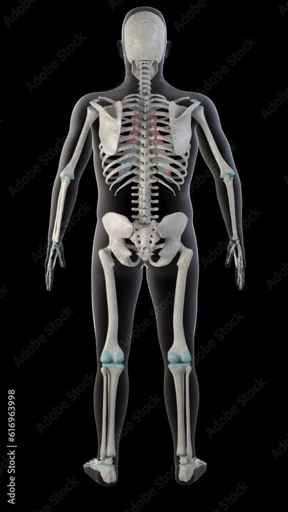 Internal Intercostal Muscles on Whole Human Body Vertical Video