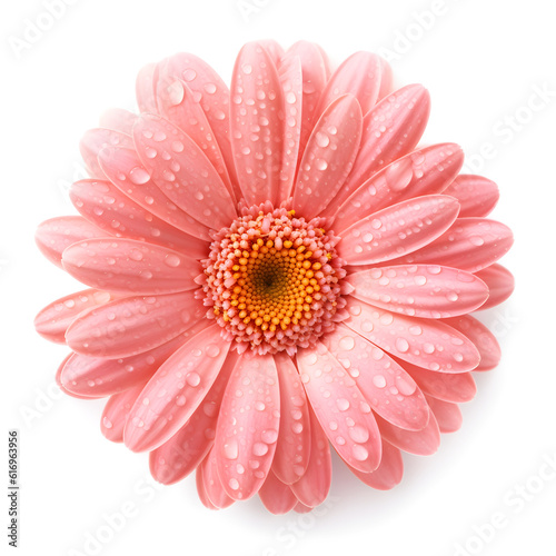 pink gerber daisy isolated on white background created with Generative AI © kimly
