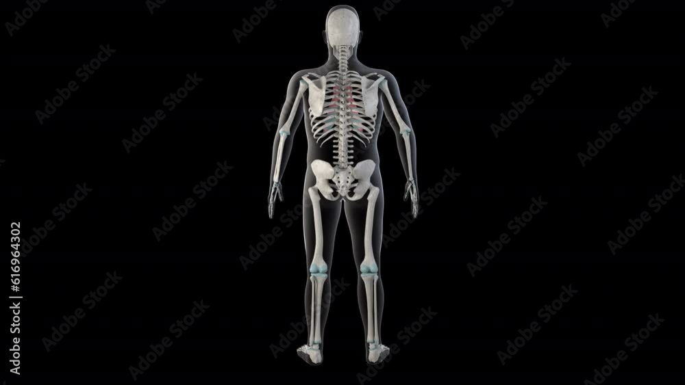 Internal Intercostal Muscles on Whole Human Body Internal Intercostal Muscles on Whole Human Body
