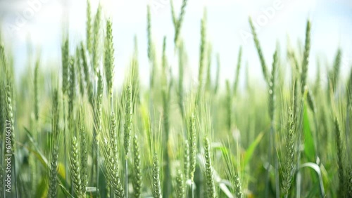Ears of green wheat swaying in the wind in a wheat field