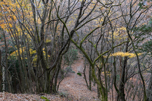 奥武蔵の紅葉と登山道 © backpacker