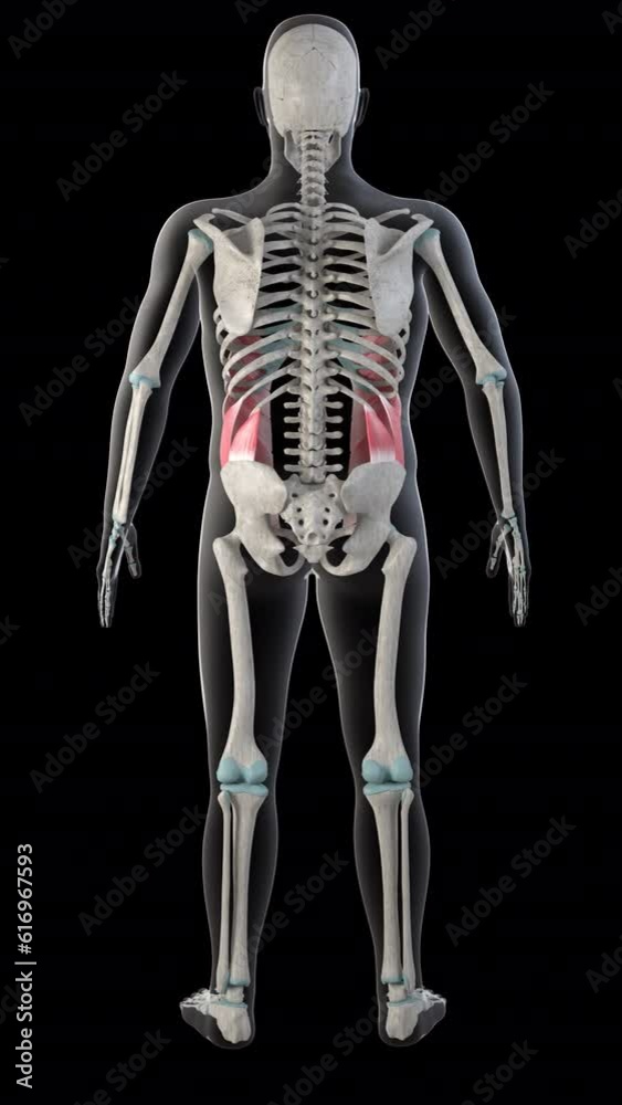 External Abdominal Oblique Muscles on Whole Human Body Vertical Video External Abdominal Oblique Muscles on Whole Human Body Vertical Video