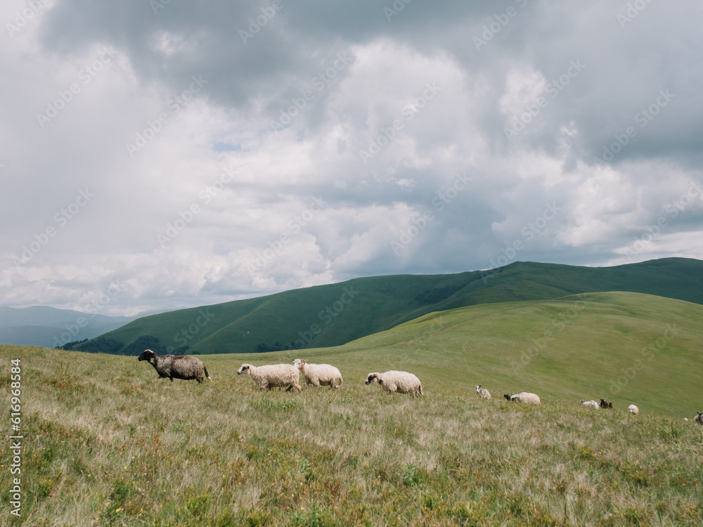 Sheep Herding in the Mountains to the Stable