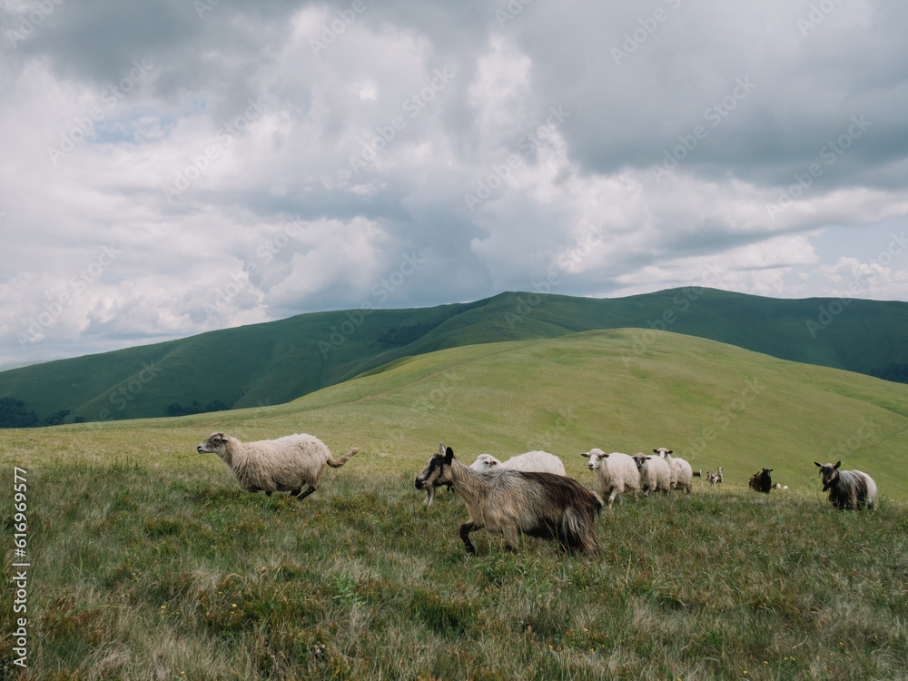 Sheep Herding in the Mountains to the Stable