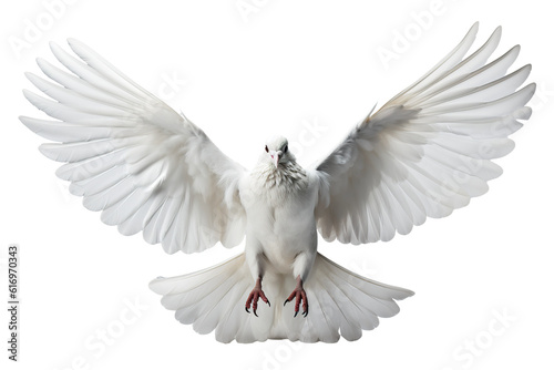 Dove isolated on white background OC rendered isolated PNG