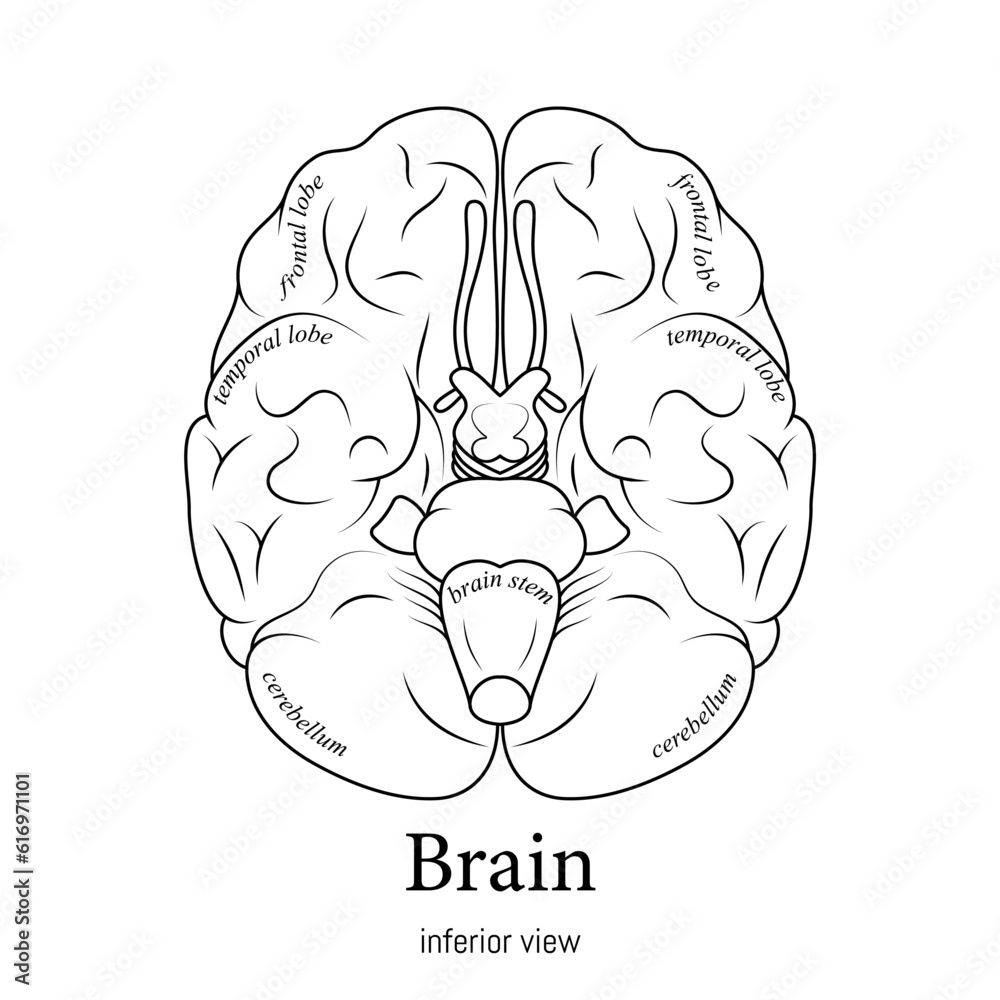 Black and white minimal neuroscience infographic. Human brain lobes and