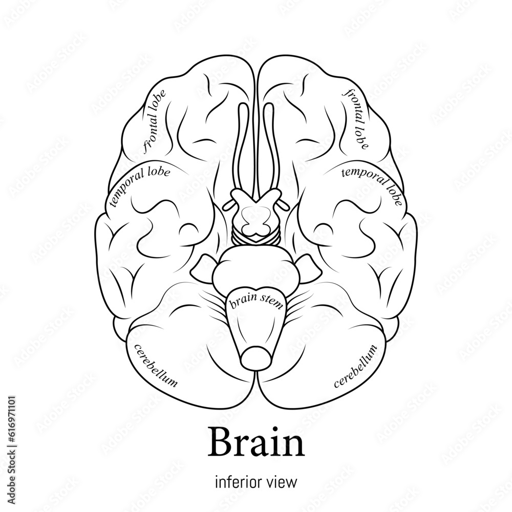 Black and white minimal neuroscience infographic. Human brain lobes and functions illustration. Brain anatomy structure sections. Futuristic neurobiology scientific medical vector.