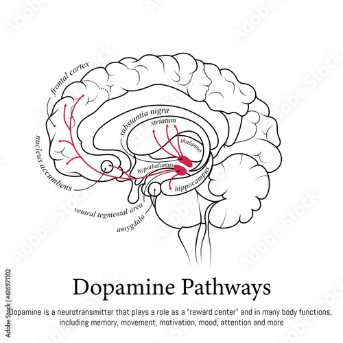 Dopamine pathways in the brain. Neuroscience medical infographic. Striatum, substantia nigra, hippocampus, ventral tegmental area and nucleus accumbens. photo