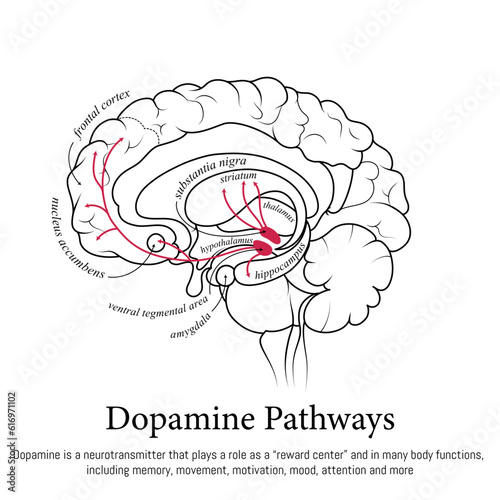 Dopamine pathways in the brain. Neuroscience medical infographic. Striatum, substantia nigra, hippocampus, ventral tegmental area and nucleus accumbens.