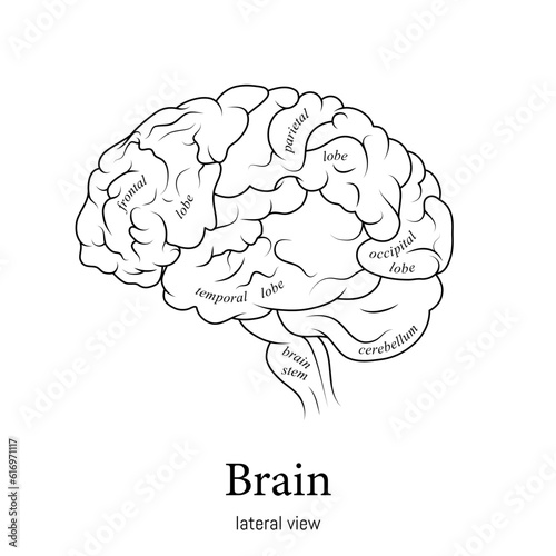 Black and white minimal neuroscience infographic. Human brain lobes and functions illustration. Brain anatomy structure sections. Futuristic neurobiology scientific medical vector. photo