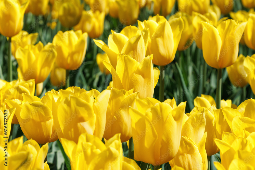 Obraz premium Selective Focus on Yellow Tulip in Field of Flowers.