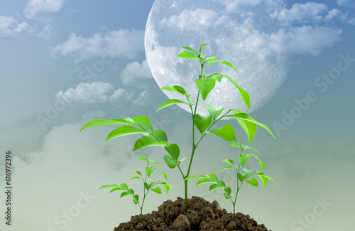 ature sprout dirt young seedling with the light moon