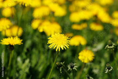 Dandelions Growing on a Lawn. Close-up Shot with Selective Focus